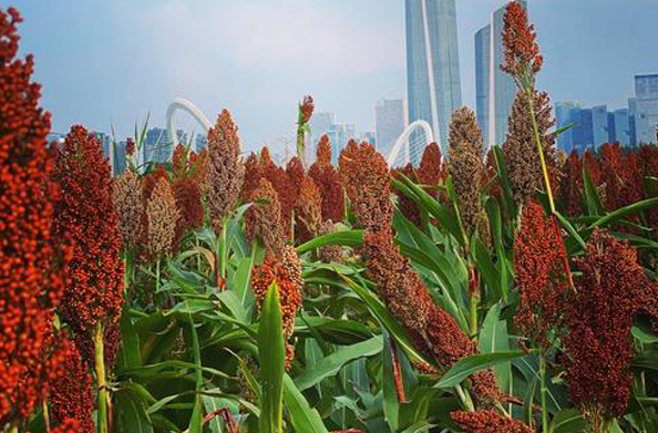 1750382635210116.png 1.png